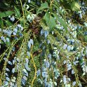 Mahonia bealei fruit P9